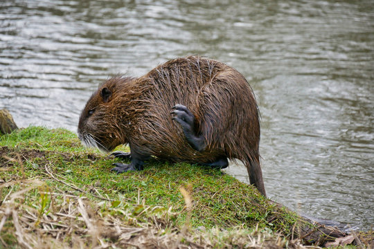 Wild lebende Nutrias am Fluss