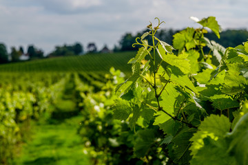 vine leaves close up English vineyard Surrey UK © Chris Mann