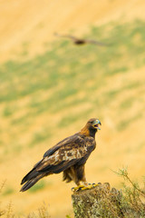 Golden Eagle, Aquila chrysaetos, Águila Real, Castilla y León, Spain, Europe