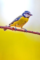 Blue Tit, Parus caeruleus, Herrerillo Común, Castilla y León, Spain, Europe