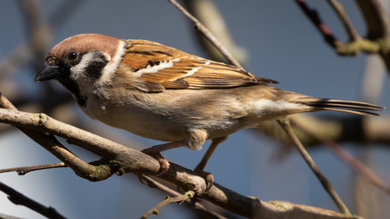 Portrait of an Eurasien Tree Sparrow (passer montanus) perched on brown branch during spring in...