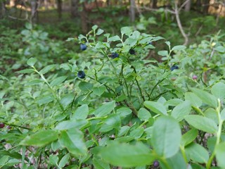 Blueberries in the forest