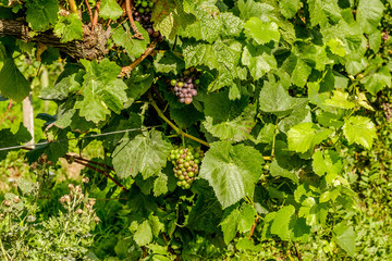 grapes on vines English vineyard Surrey UK