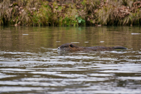 Wild lebende Nutrias am Fluss