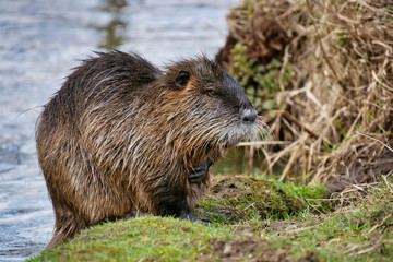 Wild lebende Nutrias am Fluss