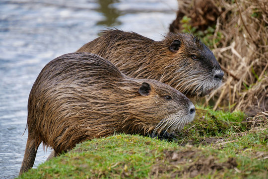 Wild lebende Nutrias am Fluss