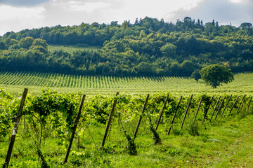vineyard landscape in Surrey England