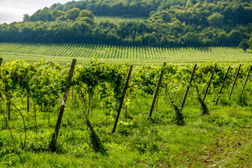Fototapeta na wymiar vineyard landscape in Surrey England