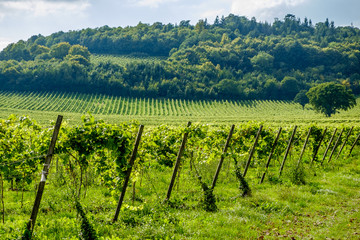Fototapeta na wymiar vineyard landscape in Surrey England
