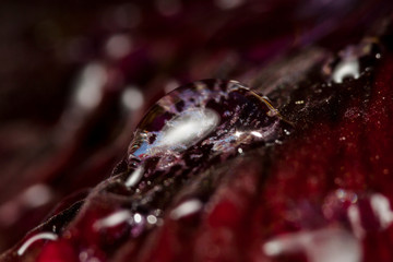 Macrophotographie, Insecte posé sur une feuille