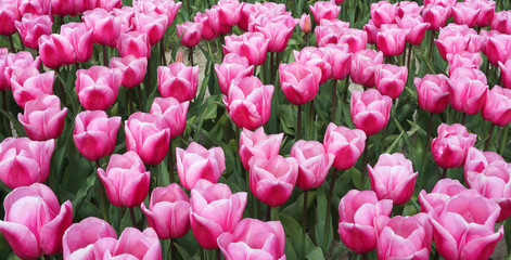 Pink blooming tulips flowers in springtime in Holland real Dutch tulips. for holiday or postcard