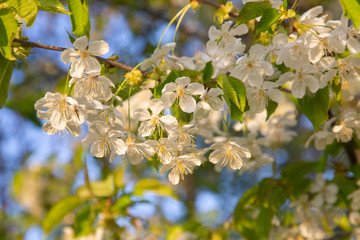Kirschblüte im Frühling