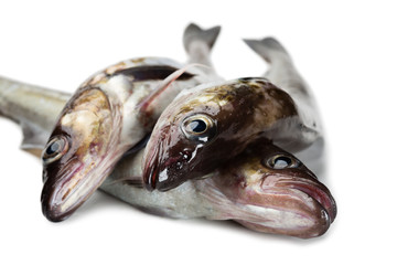 Fresh alaska pollock fish