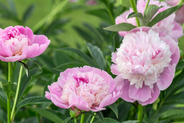 Obraz na płótnie Canvas Bouquet of fresh pink peonies in garden