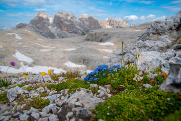 Dolomiten Palagruppe mit Bergblumen
