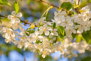 Kirschblüte im Frühling