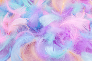 Colorful feather on mint background