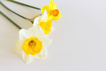 Yellow Narcissus Flowers on a light white background. Spring flowers. Congratulation floral background for greeting card.