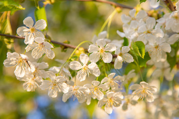 Kirschblüte im Frühling