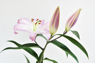 白背景のオリエンタルリリー