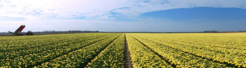 Fototapeta na wymiar Panoramic view of landscape of blooming yellow tulips flowers in springtime in the Netherlands real Dutch tulips on a flowerbed
