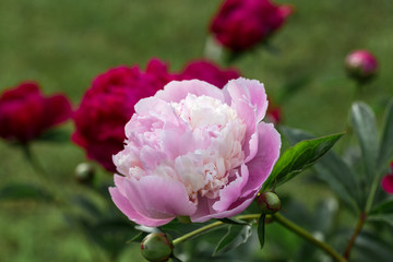 Bouquet of fresh pink peonies in garden
