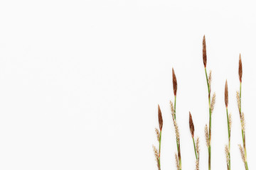 Minimal style photography. Grass on white background, natural creative composition top view background with copy space for your text. Flat lay.
