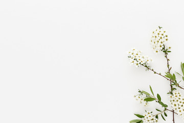 Minimal style photography. White flowers on white background, natural creative composition top view background with copy space for your text. Flat lay.