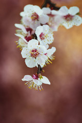 Close up of fragile cherry apple apricot blossoming trees. Springtime greeting card. Tender petals, soft focus, art bokeh.