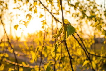 Birch Tree New Spring Leaves in Sunset Beams Natural Background