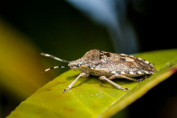 Macrophotographie, Insecte posé sur une feuille