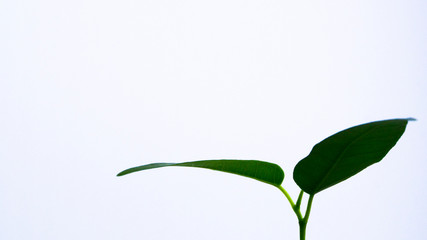 Green leaves on a light background. Ficus Benjamin's grade Natasha. Green houseplant. Growing and caring for plants. Flower business. Postcard, poster. The horizontal location. Copy space.