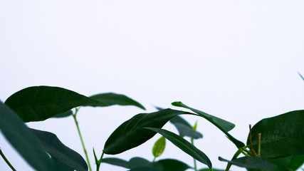 Green leaves on a light background at the bottom of the image. Selective focus. Variety Ficus Benjamin Natasha. Growing and caring for plants. Flower business. Postcard, poster. Copy space.