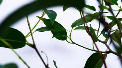 Branches of a houseplant with green leaves. Selective focus. Variety Ficus Benjamin Natasha. Growing and caring for plants. Flower business. Postcard, poster.