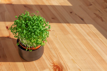 Microgreens sprouts in pot. Home plant and fresh herbs. Vegan and healthy eating and green living concept. Organic food. Greenery on wooden background. Copy space.