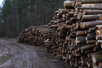 Stack of cut pine tree logs in a forest. Wood logs, timber logging, industrial destruction, forests Are Disappearing, illegal logging