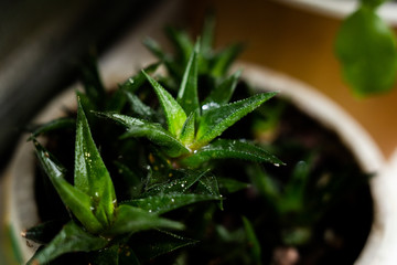cactus flower in a potted house