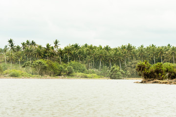 River flowing through tropical forest with palm trees on the background.