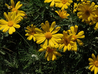 Yellow daisy, or Euryops pectinatus flowers