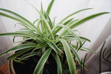 Close view of a indoor plant over a white background.
