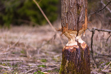Willow tree trunk gnawed by beaver on the river bank. Tree taken down by beaver on a bank river. © Roman