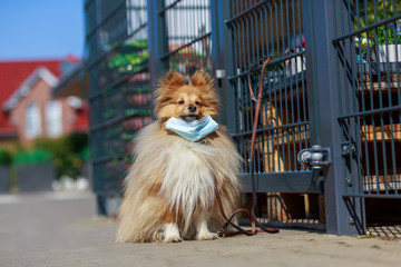 Shetland Sheepdog with a face mask tied to a supermarket