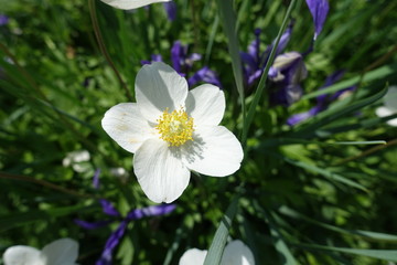 Single white flower of anemone sylvestris in mid May