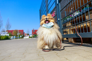 Shetland Sheepdog with a face mask tied to a supermarket