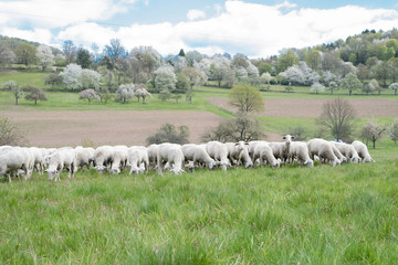 Fototapeta premium Schafe auf der Streuobstwiese