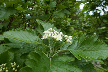Buds and flowers of Sorbus aria in May