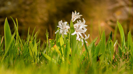 Wiosenny poranek © Damian