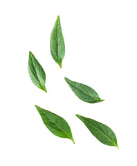 Kariyat or Andrographis paniculata green leaves isolated on a white background