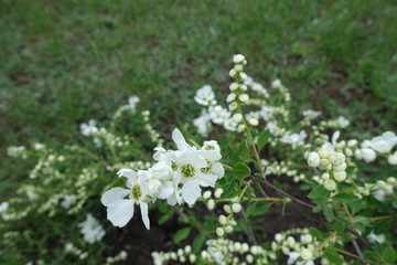 Five petaled white flowers of pearl bush in May