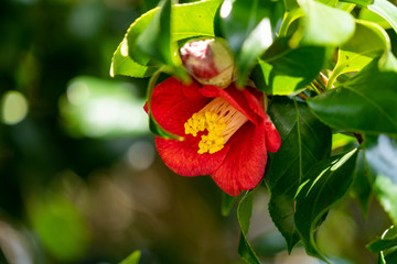 Camellia - Camellia japonica -  flower is in bloom in Fukuoka prefecture, JAPAN.